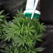 SUPERNATURAL SEEDS = APPLE MAC
