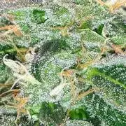 MSNL SEEDS = GRAPE GLACIER
