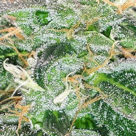 MSNL SEEDS = GRAPE GLACIER