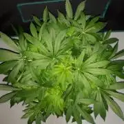 MSNL SEEDS = SKYWALKER OG