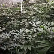 25 PLANT GROW- 8X8 GROW TENT