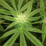 KANNABIA SEEDS = HELLFIRE OG