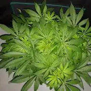 SUPERNATURAL SEEDS = APPLE MAC
