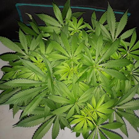 SUPERNATURAL SEEDS = APPLE MAC