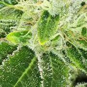 IZI SEEDS = GRANDPA ZOMBIE