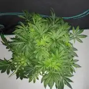 KANNABIA SEEDS = HELLFIRE OG