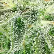 MSNL SEEDS = SKYWALKER OG