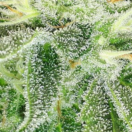MSNL SEEDS = SKYWALKER OG