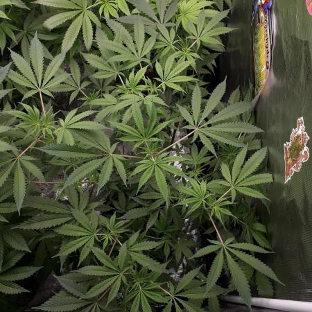 MSNL SEEDS = GORILLA ZKITTLES