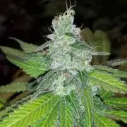 KANNABIA SEEDS = APPLE AND BANANAS