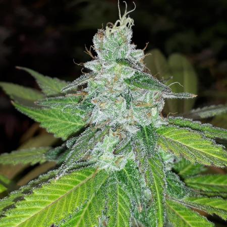 KANNABIA SEEDS = APPLE AND BANANAS