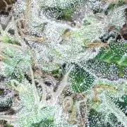 MSNL SEEDS = CARBON FIBER