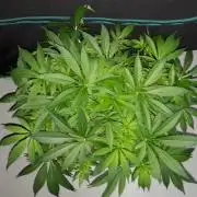 KANNABIA SEEDS = APPLE AND BANANAS