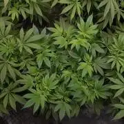IZI SEEDS = GRANDPA ZOMBIE