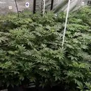 25 PLANT GROW- 8X8 GROW TENT