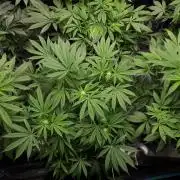 MSNL SEEDS = GRAPE GLACIER