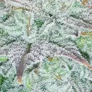 MSNL SEEDS = GORILLA ZKITTLES