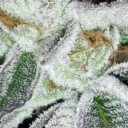 UKHTA SEEDS = CANDY HOUSE