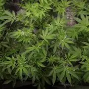 MSNL SEEDS = GORILLA ZKITTLES