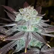 MSNL SEEDS = GORILLA ZKITTLES