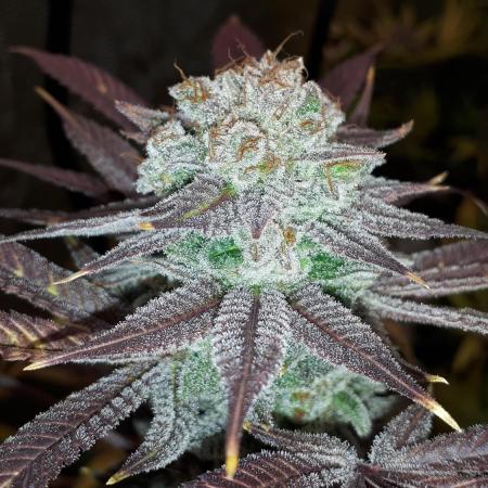 MSNL SEEDS = GORILLA ZKITTLES