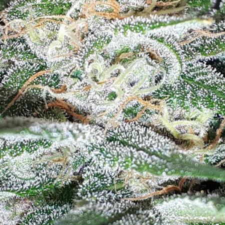 420 FASTBUDS = TROPICANA COOKIES FF