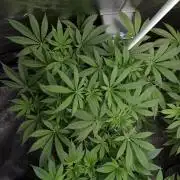 KANNABIA SEEDS = HELLFIRE OG