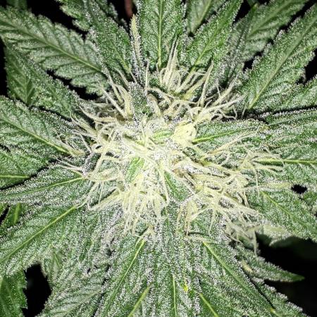 KANNABIA SEEDS = ZOAP ROSE