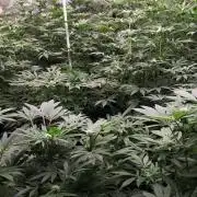 25 PLANT GROW- 8X8 GROW TENT