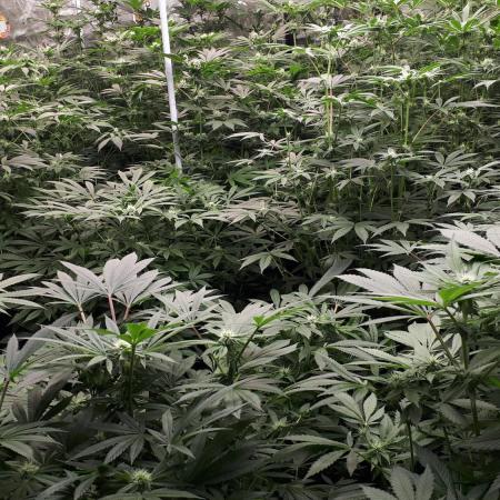 25 PLANT GROW- 8X8 GROW TENT