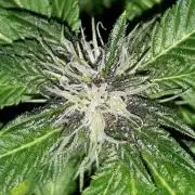 ILGM = TANGIE QUEEN