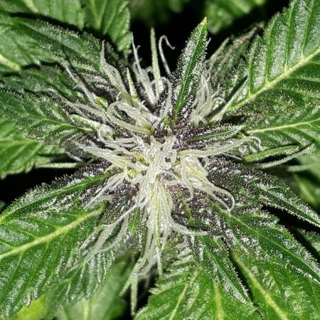 ILGM = TANGIE QUEEN