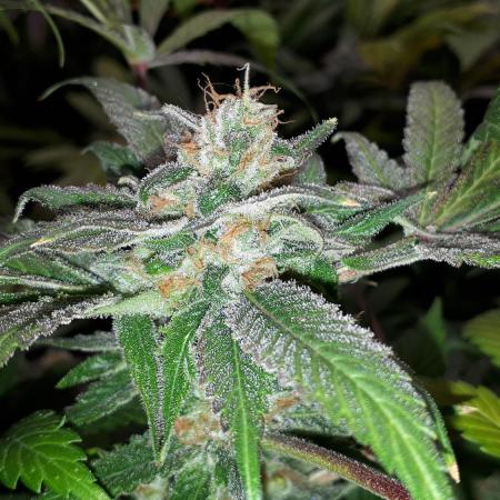 SUPERNATURAL SEEDS = APPLE MAC
