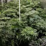 25 PLANT GROW- 8X8 GROW TENT