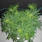 KANNABIA SEEDS = ZOAP ROSE