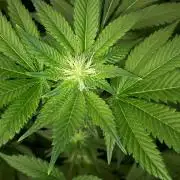 IZI SEEDS = GRANDPA ZOMBIE