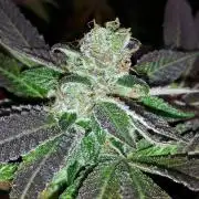 MSNL SEEDS = GRAPE GLACIER