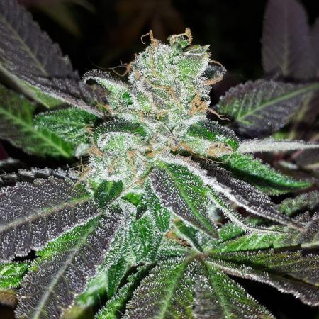 MSNL SEEDS = GRAPE GLACIER