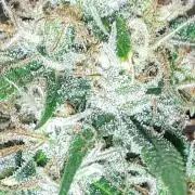 MSNL SEEDS = MIMOSA