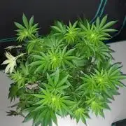 KANNABIA SEEDS = PINK GELATO