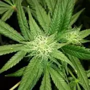 MSNL SEEDS = CARBON FIBER