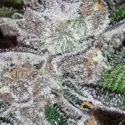 KANNABIA SEEDS = PINK GELATO