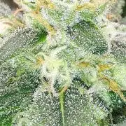 SUPERNATURAL SEEDS = APPLE MAC