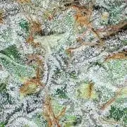 KANNABIA SEEDS = ZOAP ROSE
