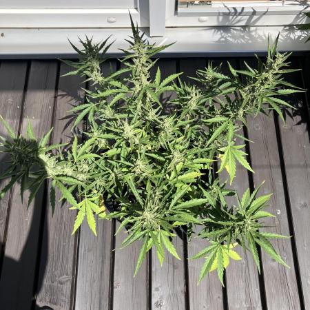 GELATO Auto Outdoor Beginner