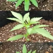 GELATO Auto Outdoor Beginner