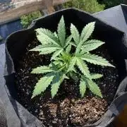 GELATO Auto Outdoor Beginner