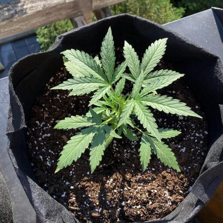 GELATO Auto Outdoor Beginner