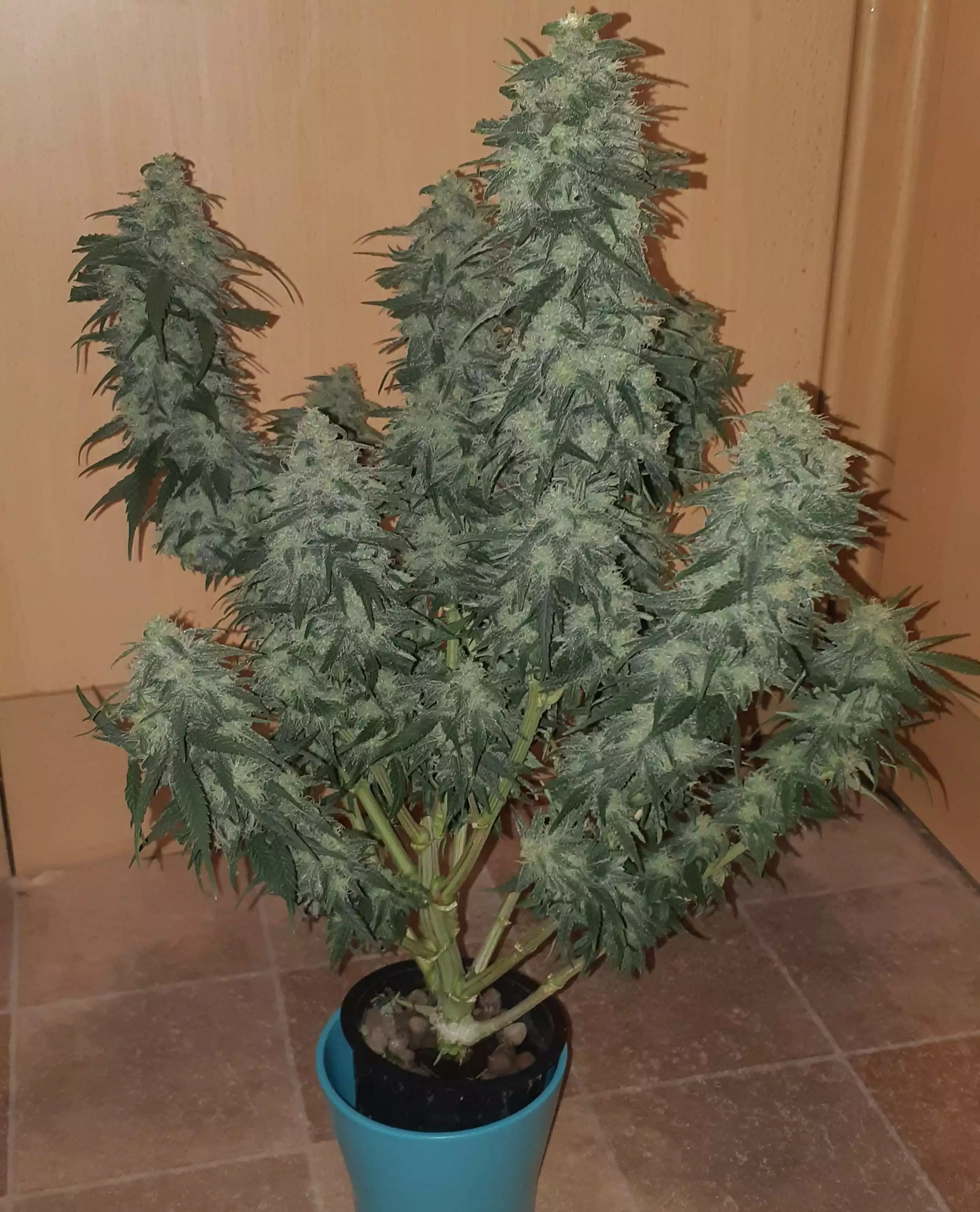 Mr. Nice G13 X Hash Plant / Sensi Seeds: grow diaries - G...