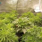 Mein erstes Growdiary